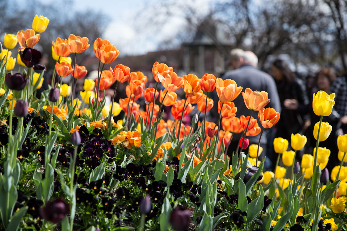 I love the composition of this shot of orange tulips!