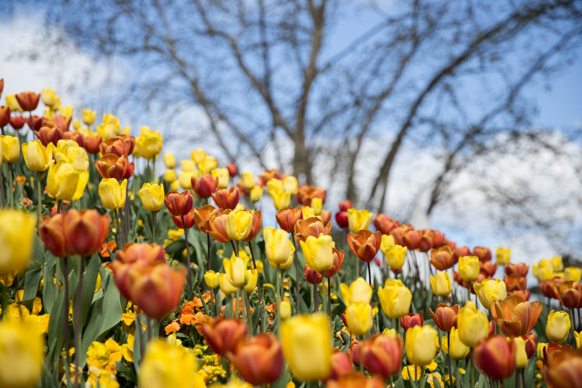 Orange and yellow tulips with branches of a tree in the background