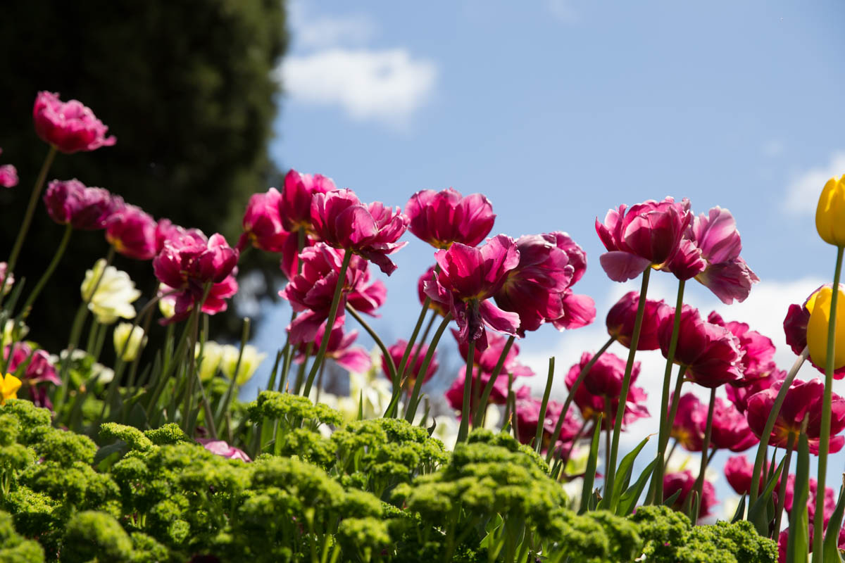 Fuchsia tulips against the blue sky