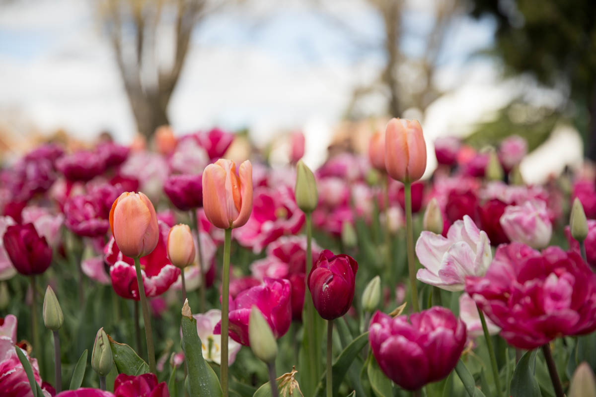 Pale pink tulips among fuchsia ones
