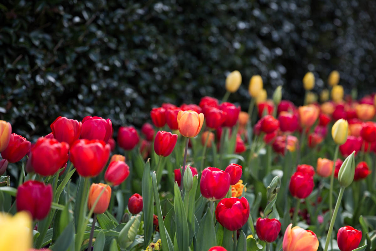 These tulips were very, very red