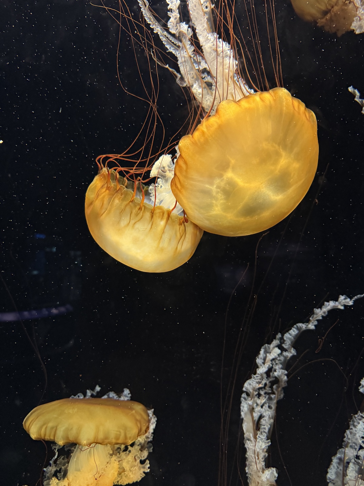 Three golden jellyfish drifting in a dark aquarium, with long orange tentacles and white frilled structures.