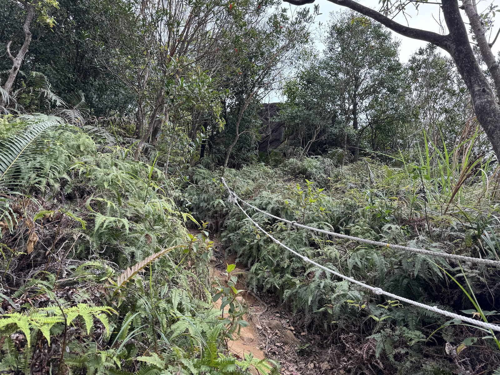 A narrow dirt path climbs through dense ferns and grasses on the Danfeng Mountain trail, with a rope strung along the right side to help hikers over the uneven ground.