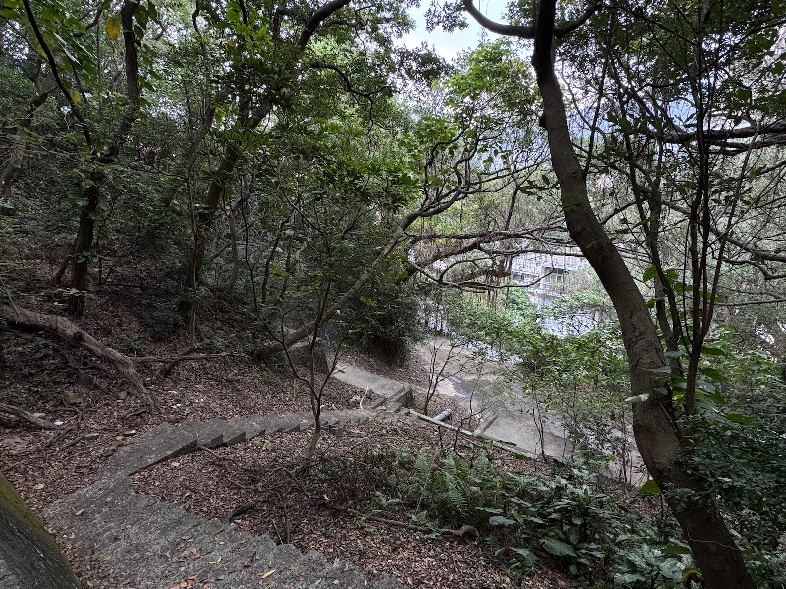 Many stone steps go downhill through dense woodland, with a low concrete edge tracing the path and glimpses of Beitou buildings through the trees.