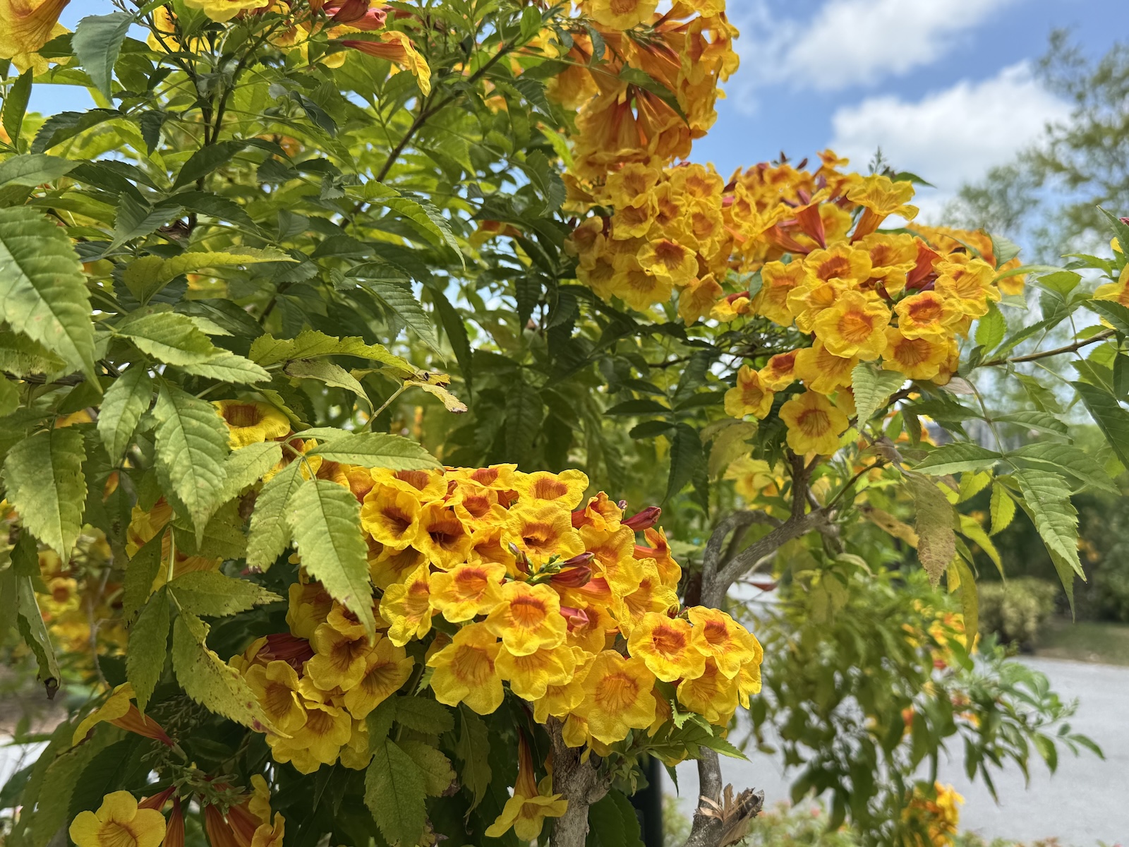 Clusters of vibrant yellow-orange flowers on a leafy tree, under a blue sky.
