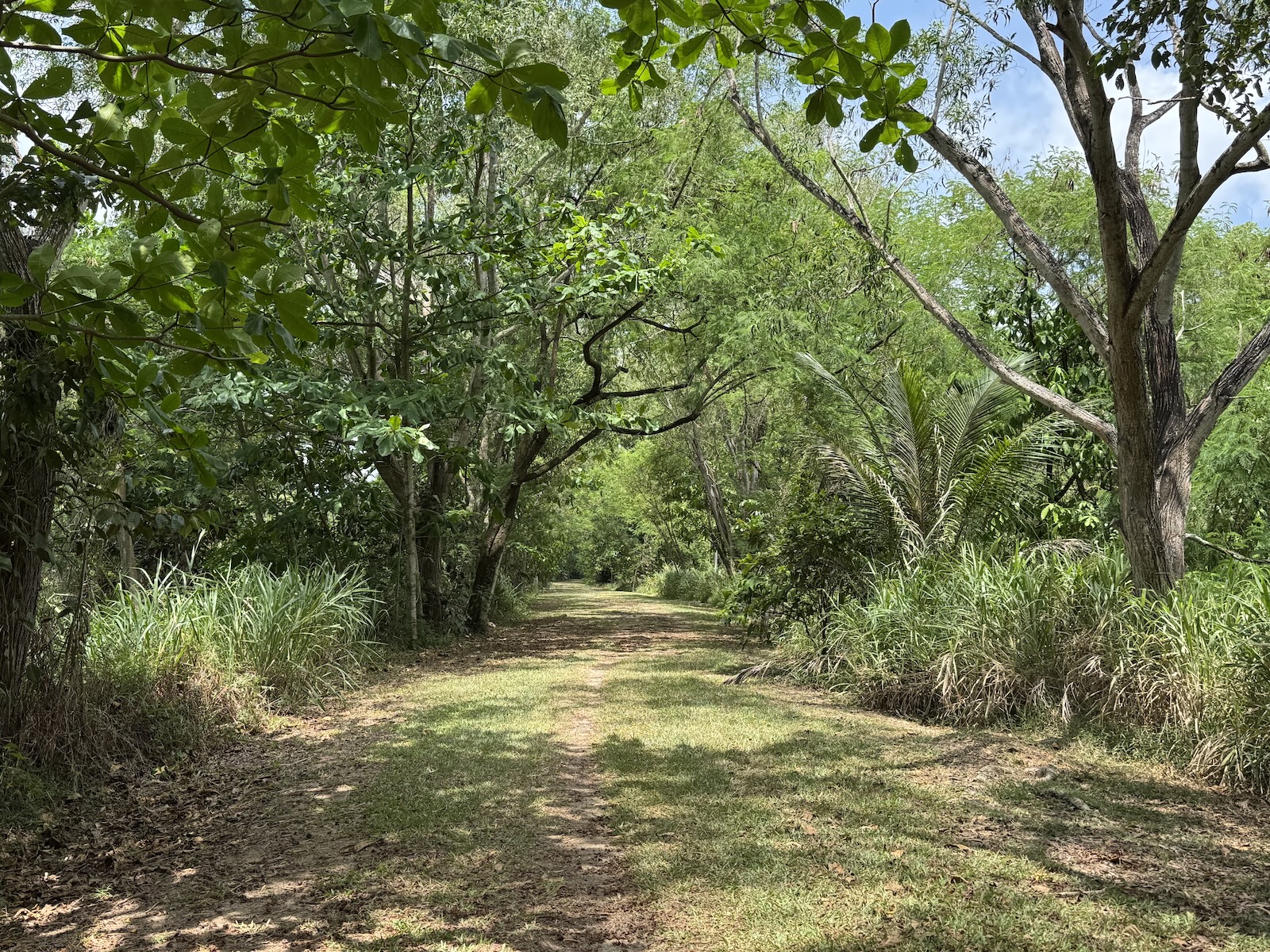 Shaded grassy trail winding through dense woodland at Tampines Eco Green.