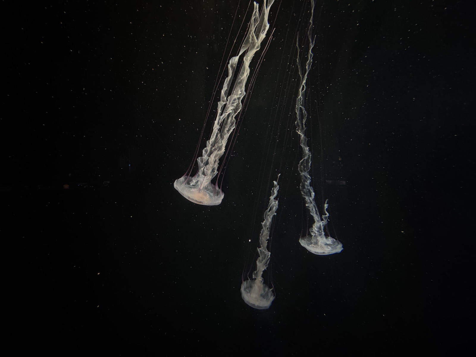 Three translucent jellyfish floating against a black background, their long, delicate tentacles trailing upward.