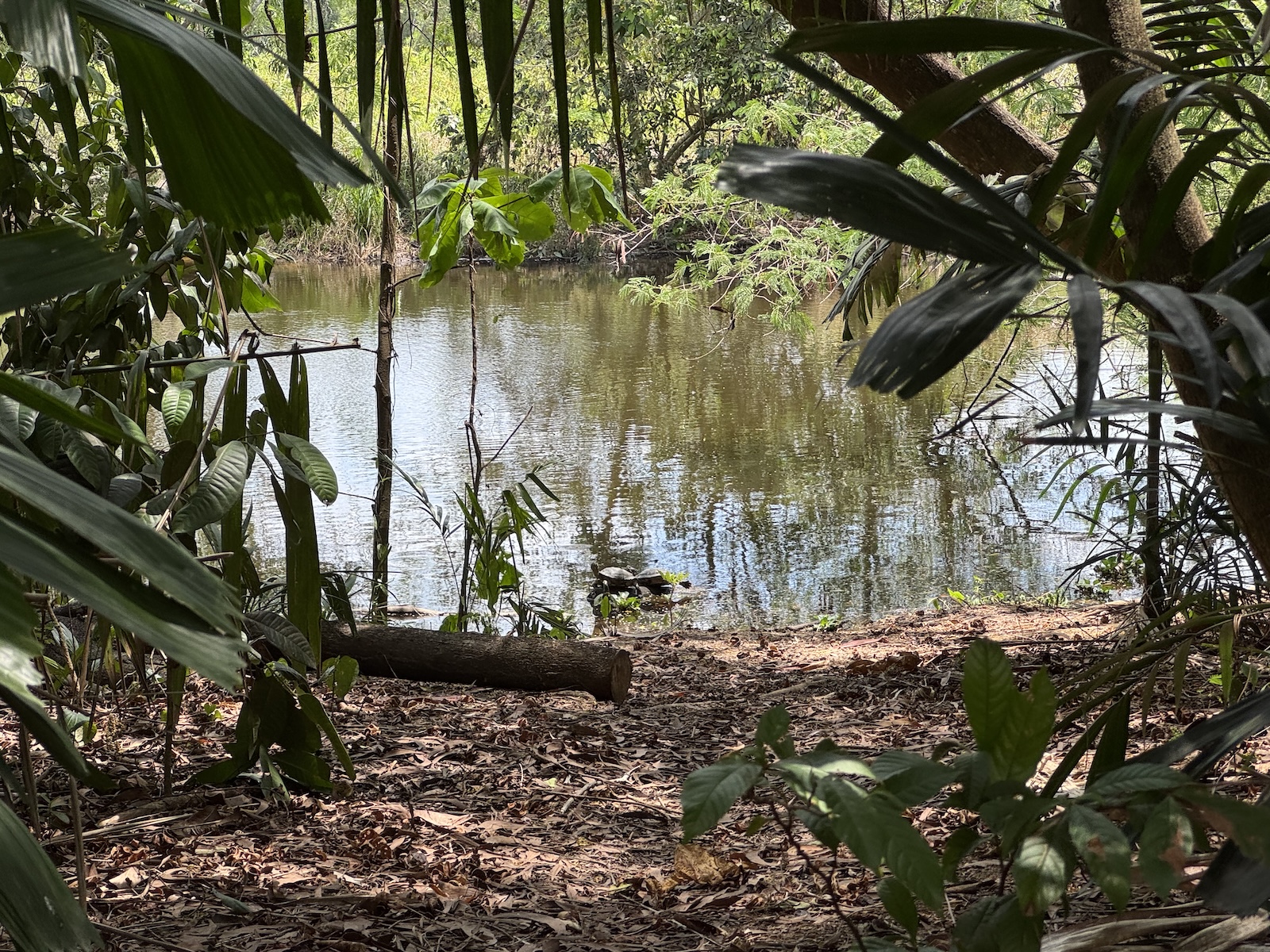 Small pond surrounded by tropical foliage and trees. There are two small turtles in the water.