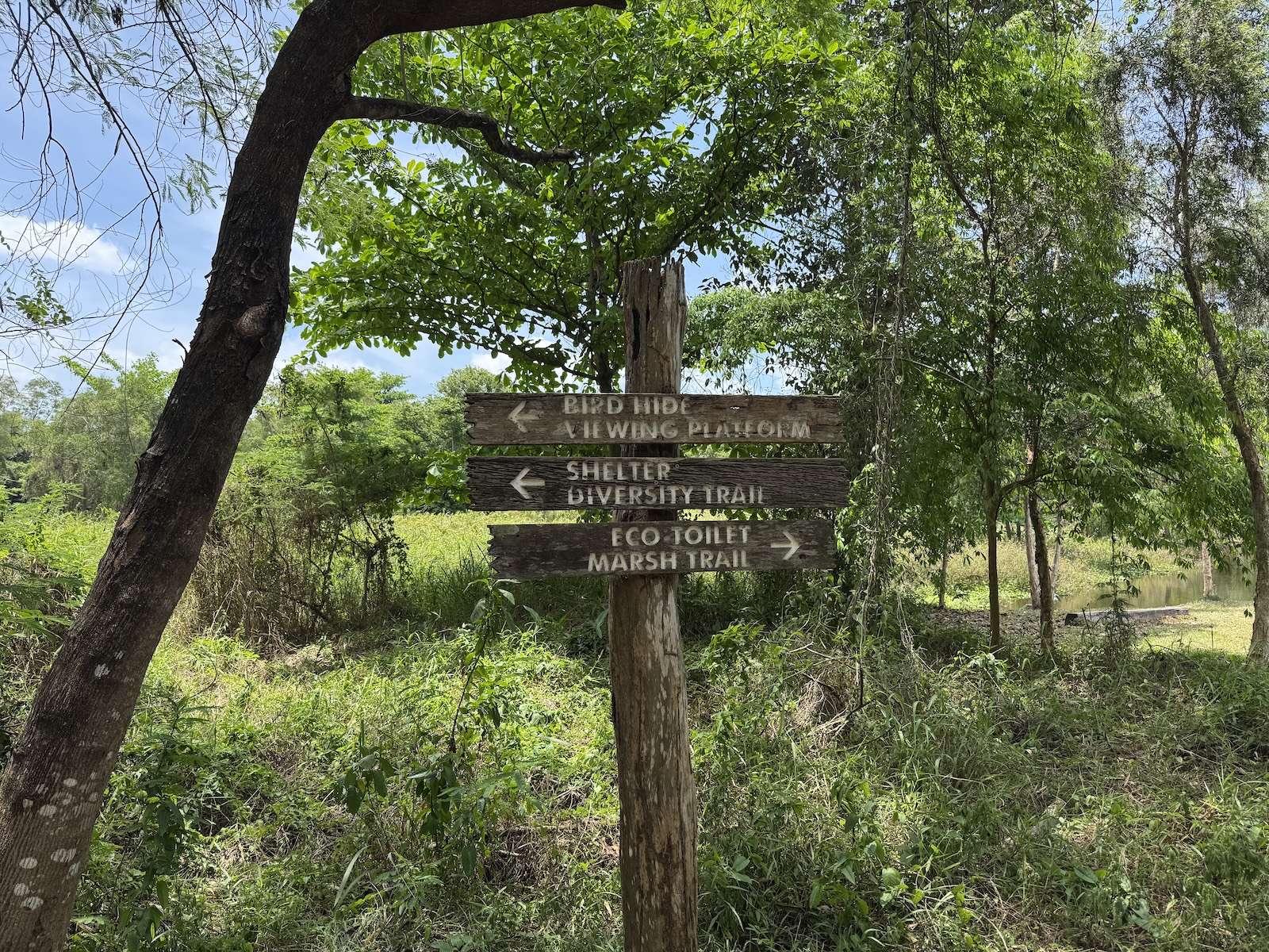 Wooden directional signpost in a green woodland clearing at Tampines Eco Green. The signs read: “Bird Hide” (left), “Viewing Platform” (right), “Shelter” (left), “Biodiversity Trail” (left), and “Eco Forest Marsh Trail” (right).
