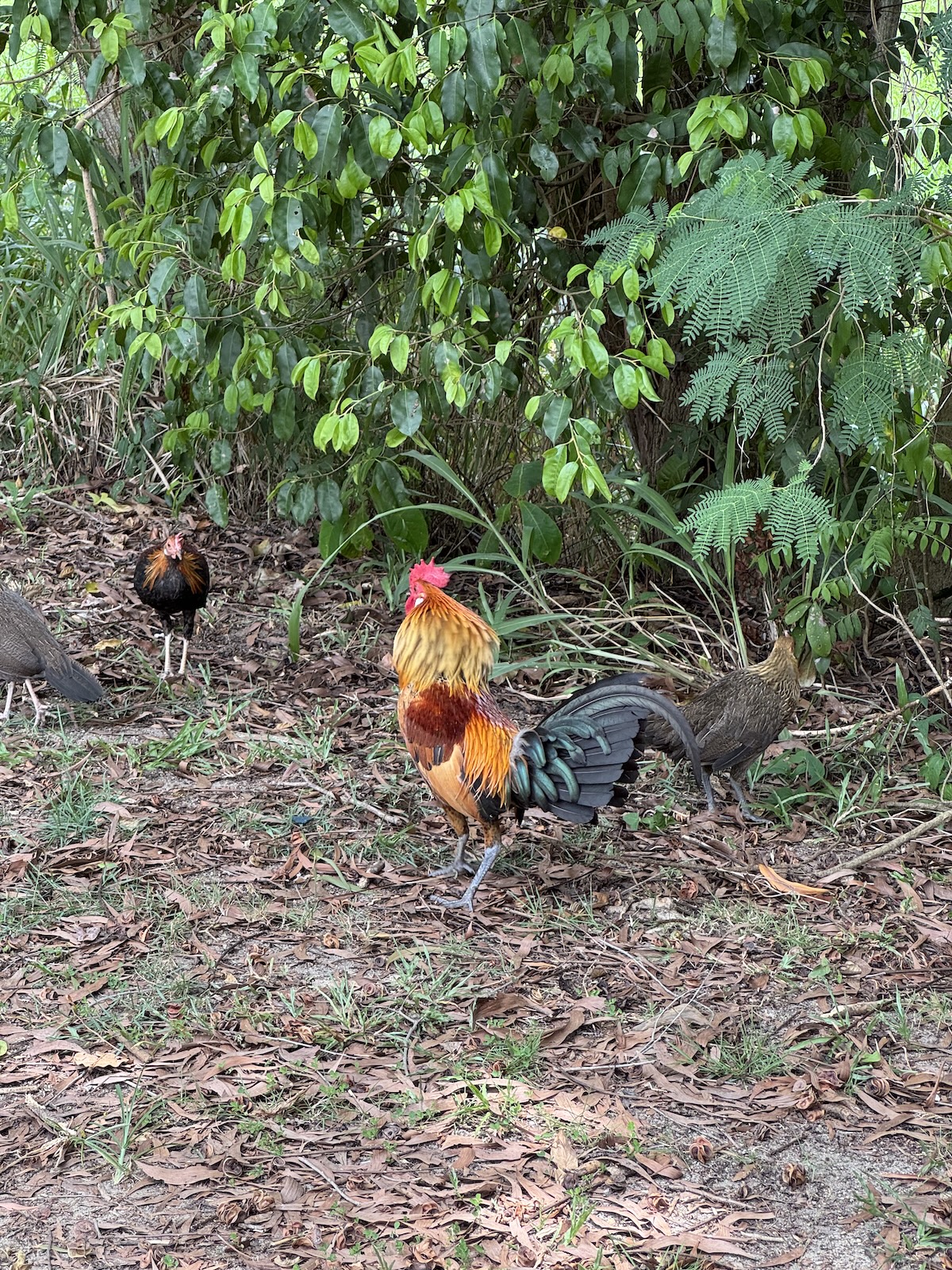 Two colorful roosters standing among leaf litter and dense tropical vegetation