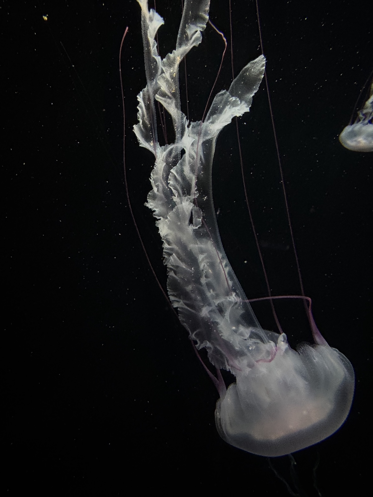 Close-up of a translucent jellyfish with a rounded bell, ruffled appendages, and fine purple tentacles.