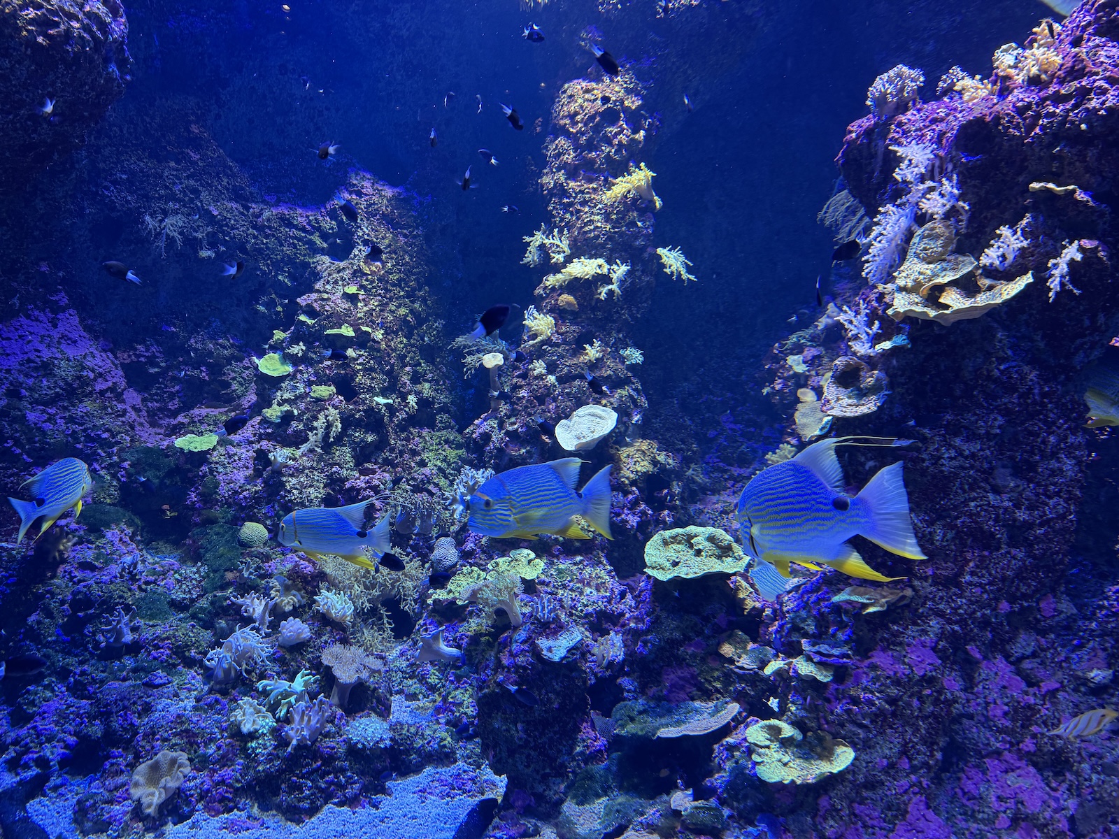 Colorful reef aquarium filled with coral and several blue and yellow tropical fish.