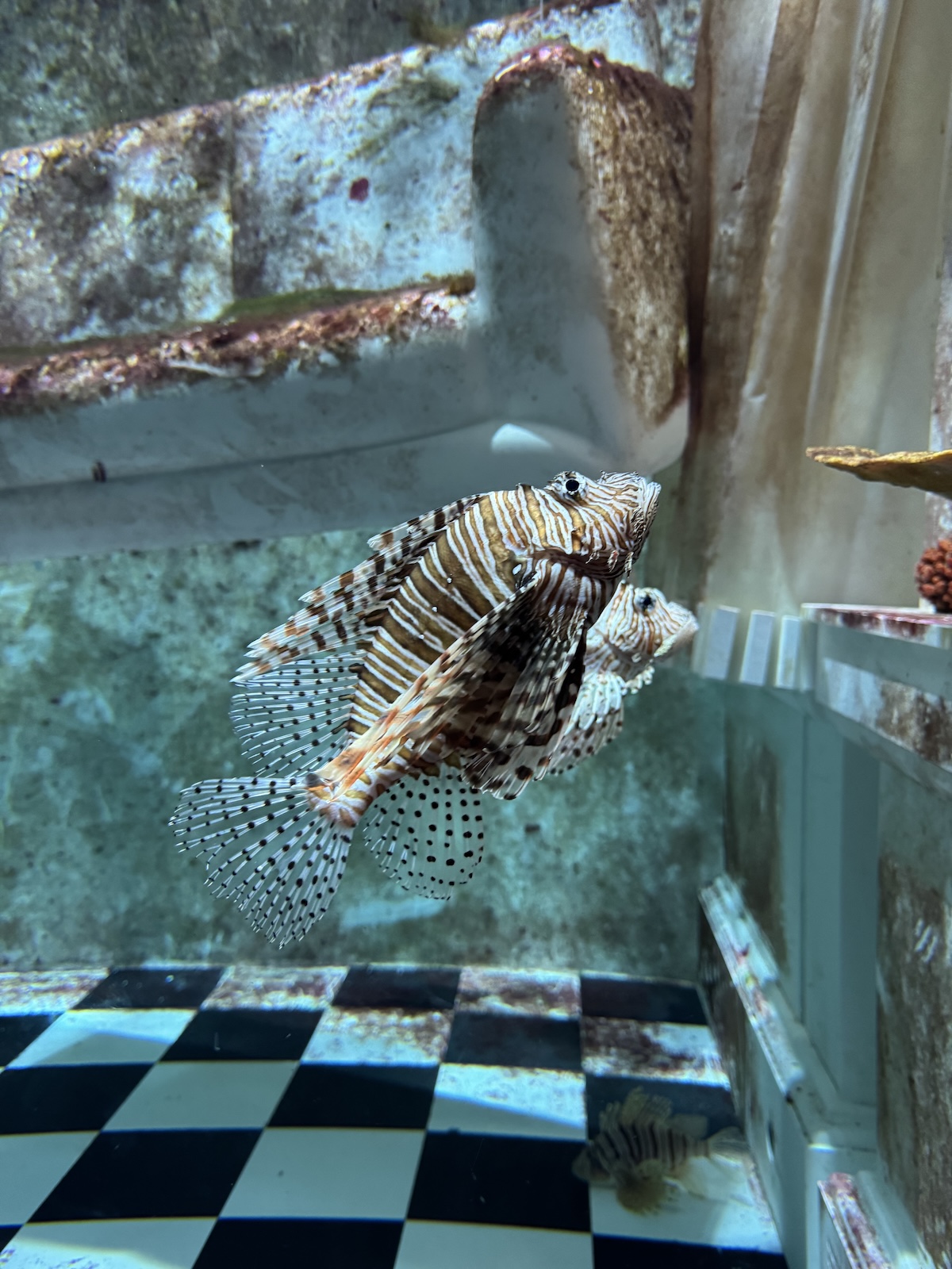 Striped lionfish hovering in an aquarium above a black-and-white tiled floor.