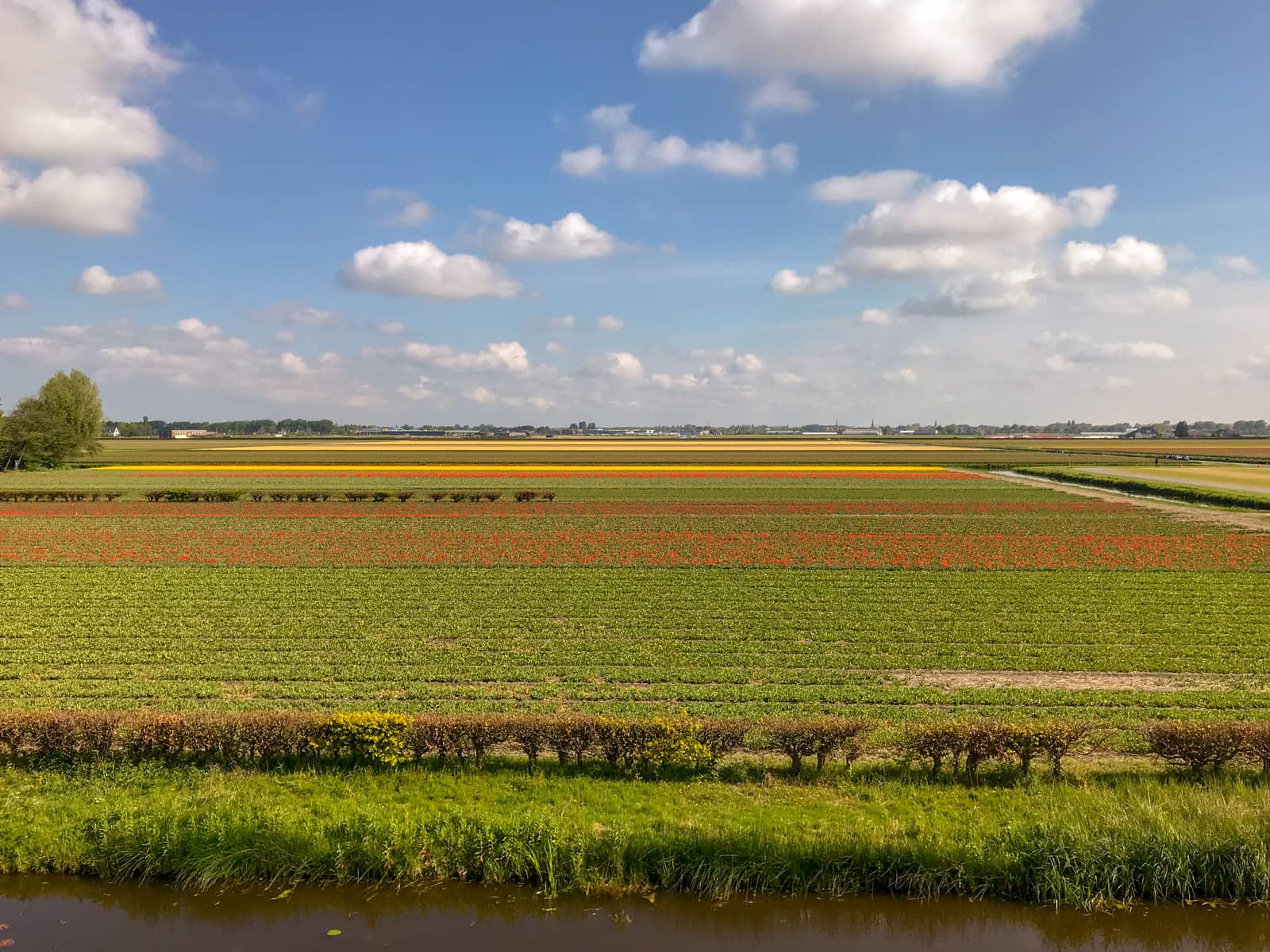 Wide, bright fields of tulips in red, and yellow, seen from a distance. The sky is blue with some small clouds