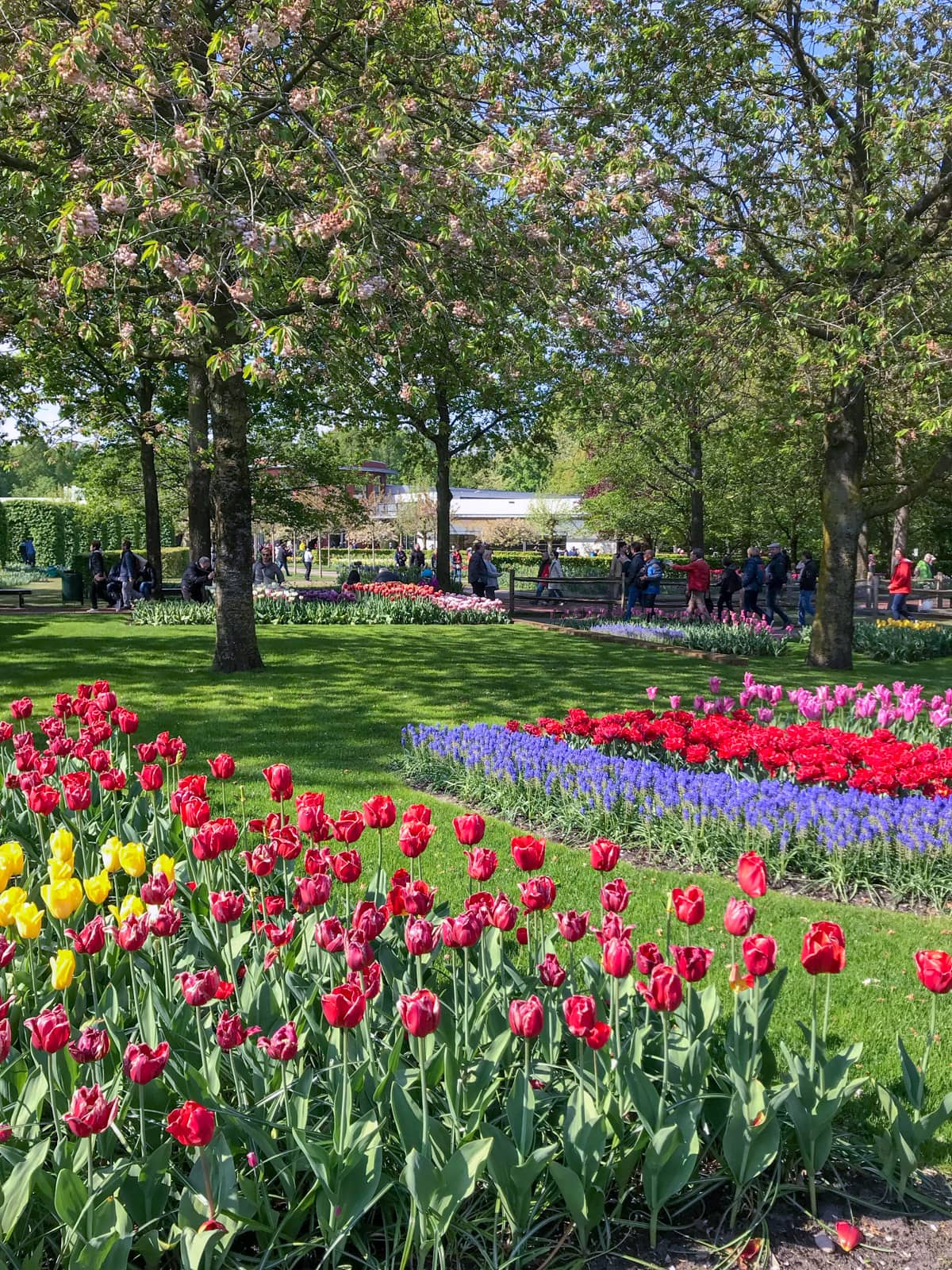 The inside of a park with many rows of tulips planted, in the foreground red and pink, and in the background purple, red, and pink. There are trees in the background and many people observing the tulips