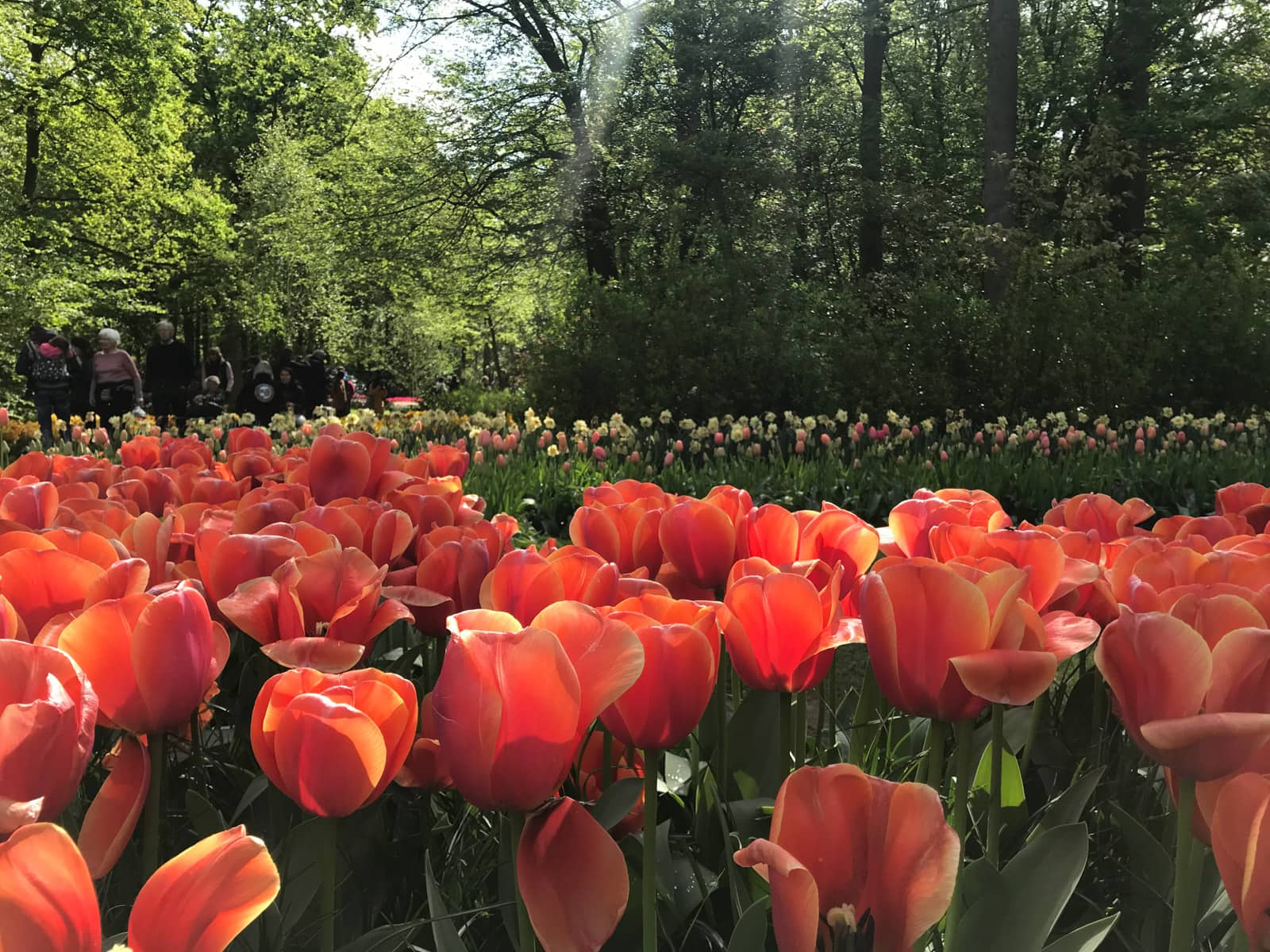 A landscape-orientation view of peach-coloured tulips planted in rows, taken close-up and at eye level