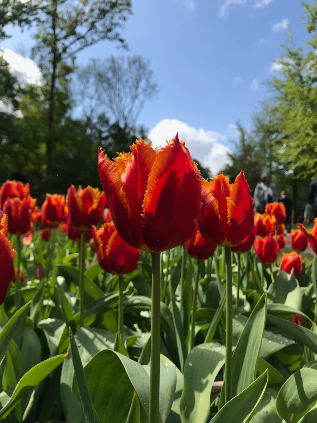 Orange-red coloured tulips at eye level, with their stems visible. The sky in the background is blue and relatively clear.