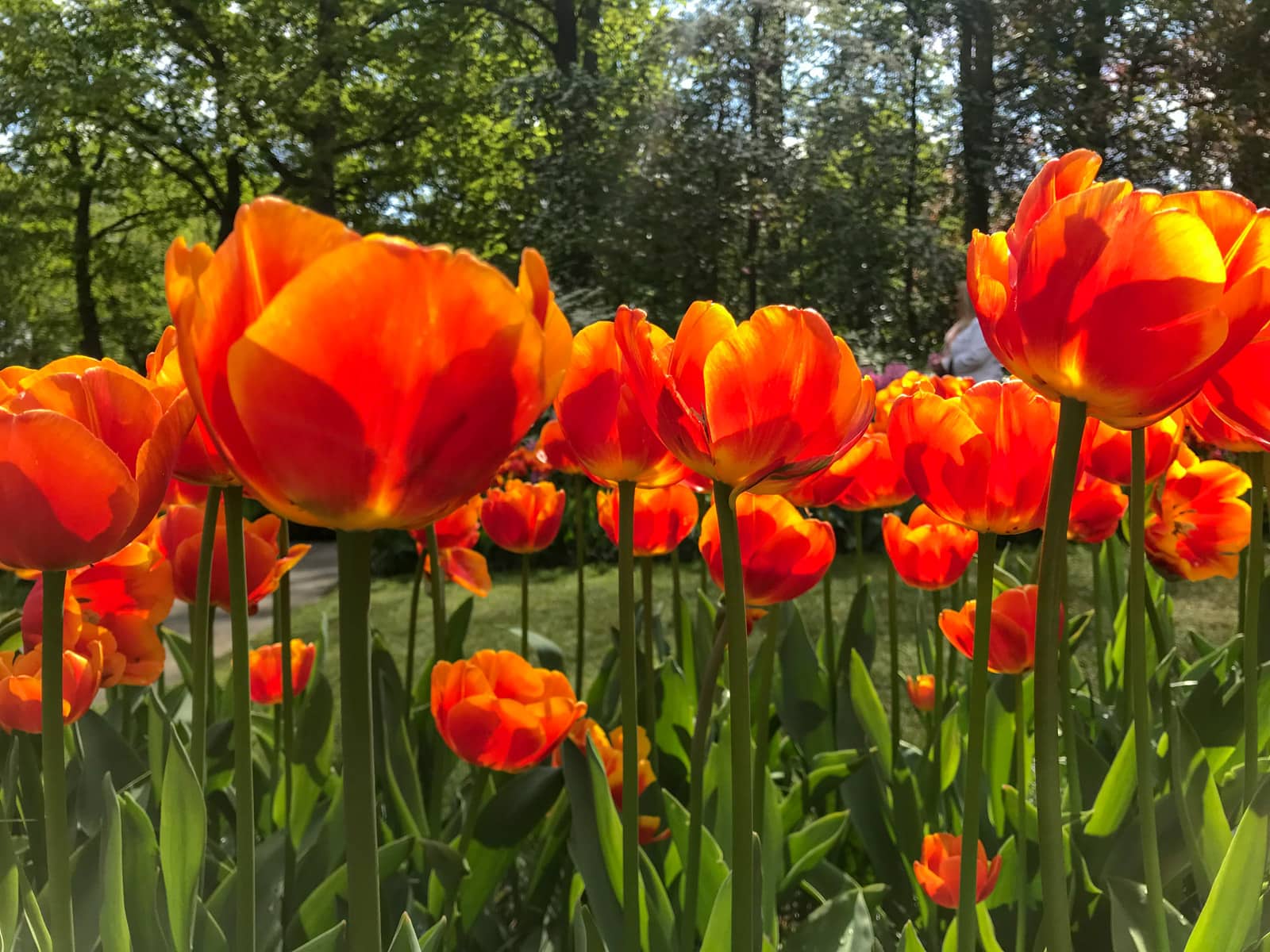 Bright orange tulips at eye level, with the tulips taking up much of the frame. Trees can be seen in the background.