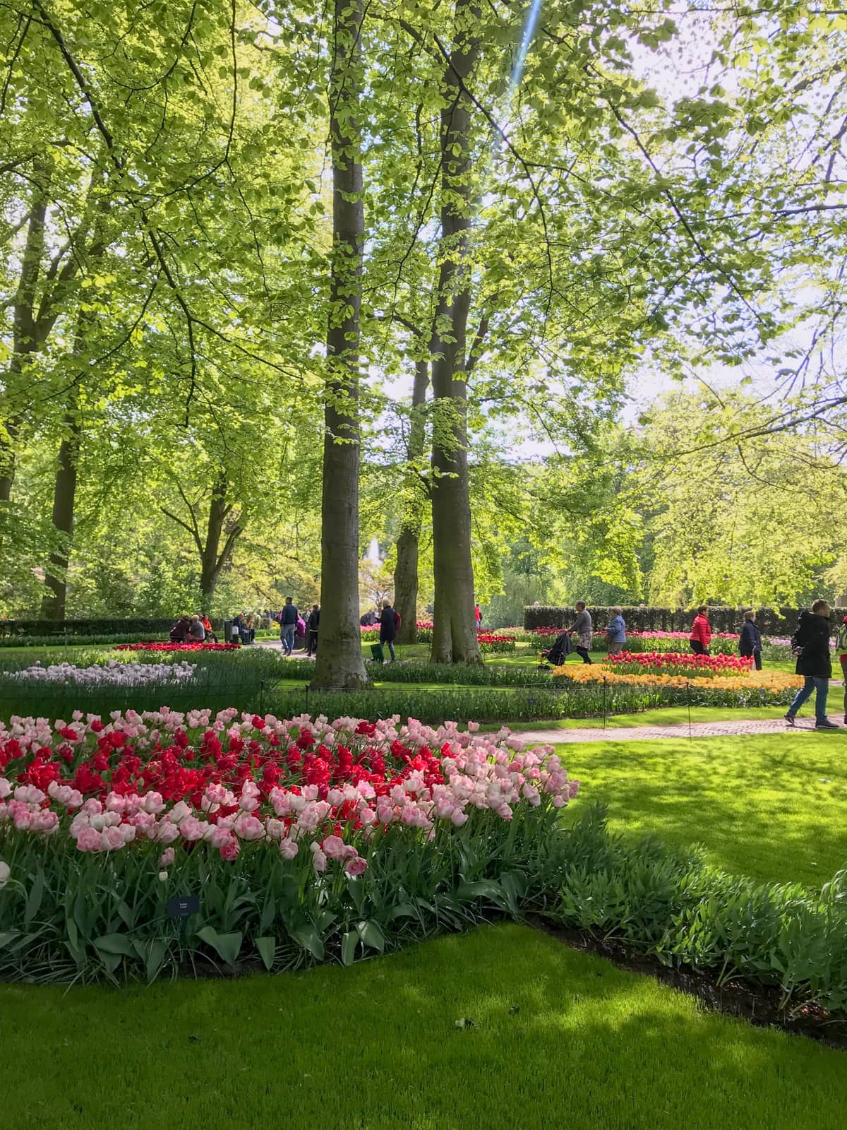 A garden with green lawns and paved walkways. There are a number of pink and red tulips planted, and tall trees with long trunks in the background.