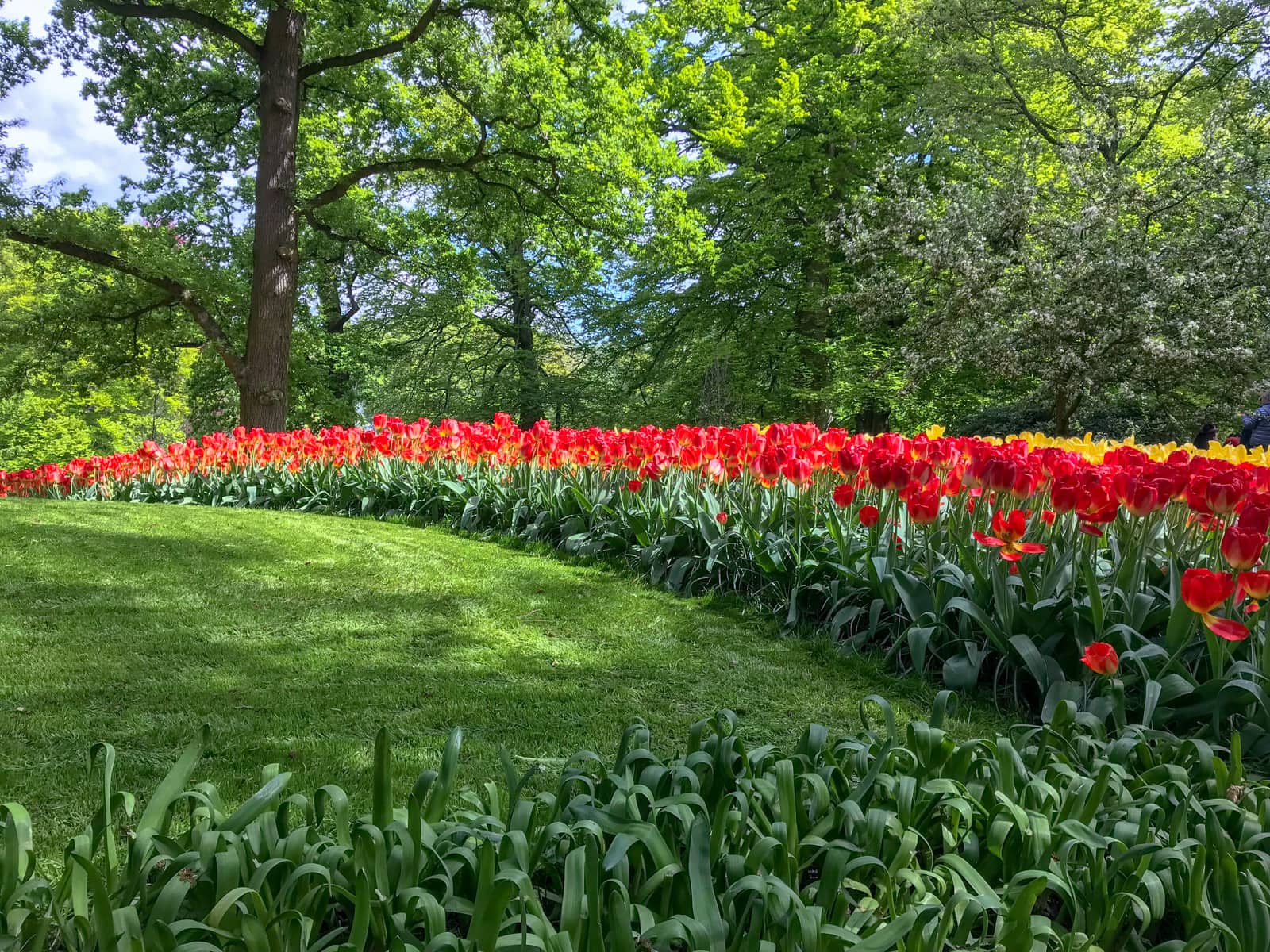 Long rows of red tulips stretching from the bottom right of frame to the top left of frame. The garden they are planted in is lush and green.