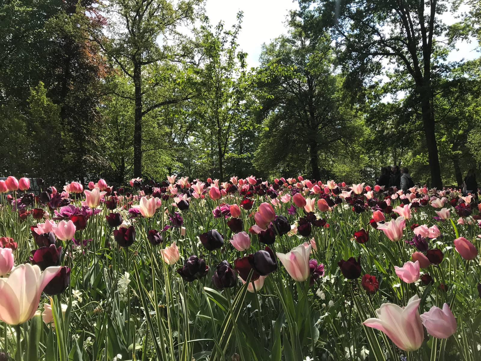 Dark purple and light pink tulips planted together in a beautiful arrangement