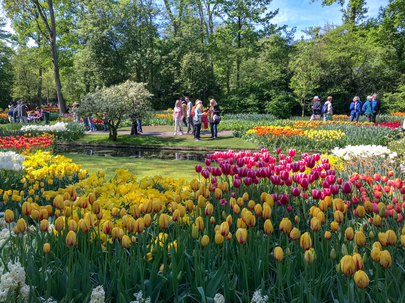 A very green garden with many plantations of neon-coloured tulips in red, pink, orange, yellow, and white. There are some people walking around observing the tulips