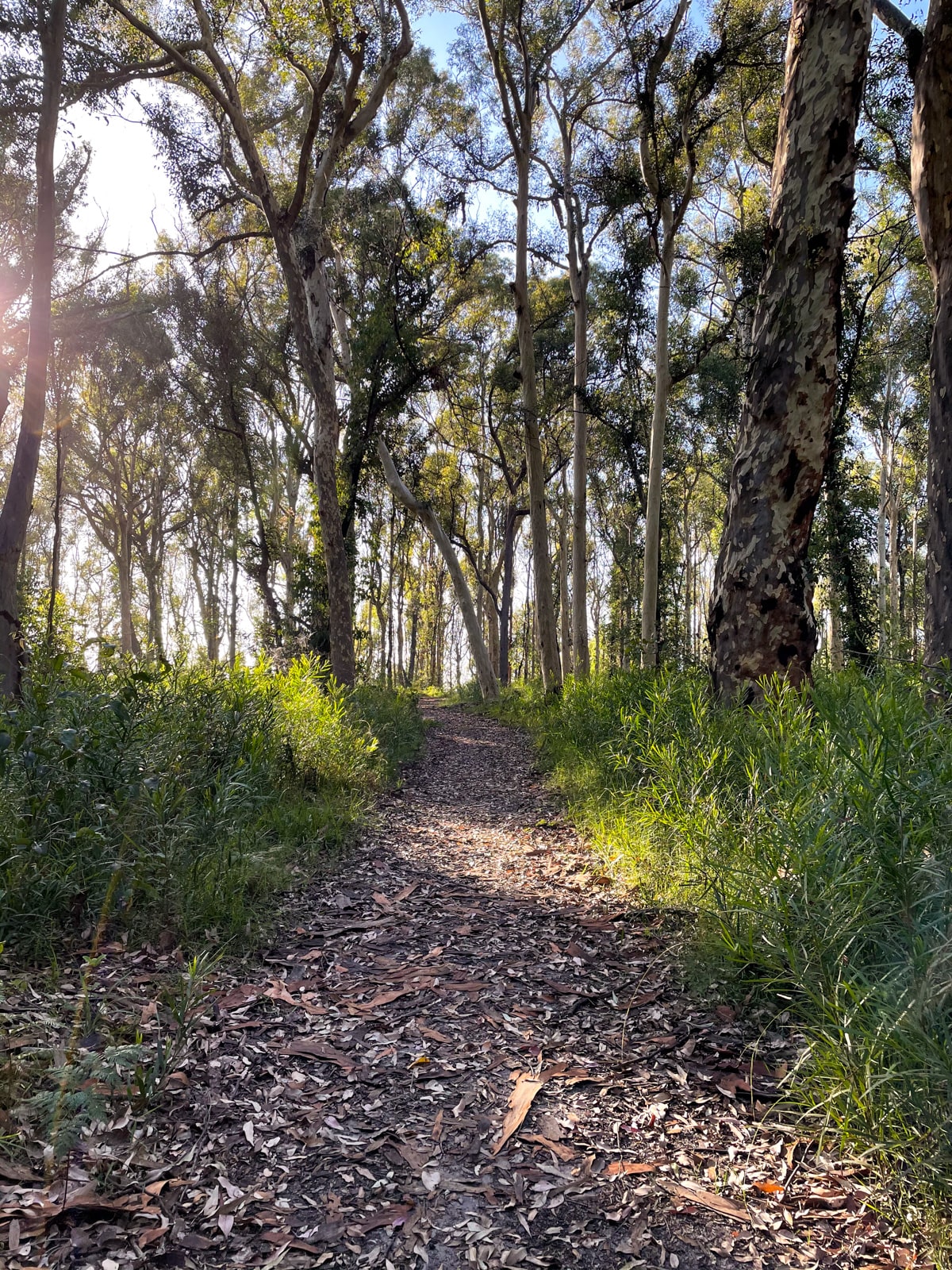 A trail covered in old leaves, leading between thin trees. Sunlight leaks through the trees