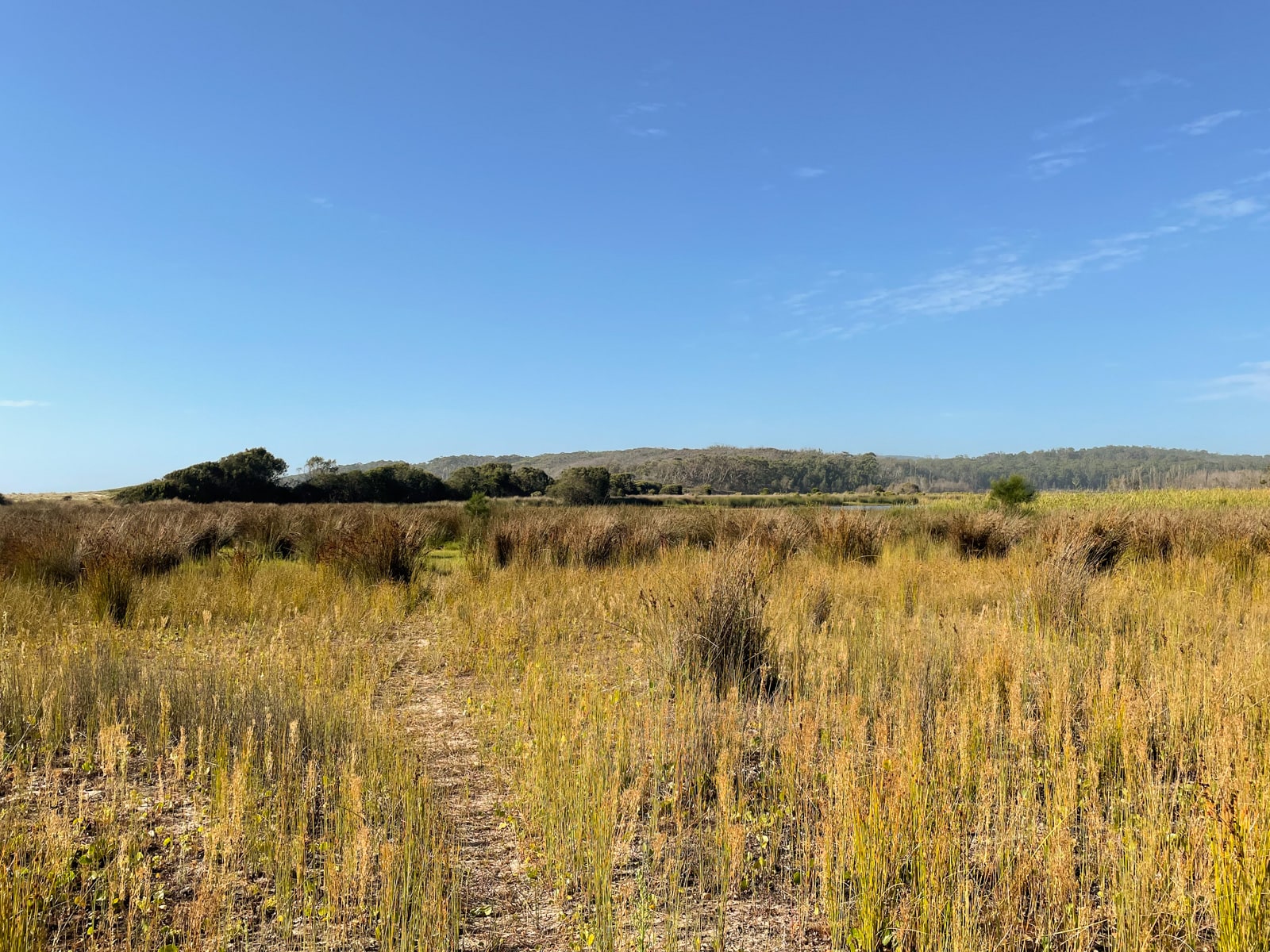 Long yellow grass nearby a swamp, with a barely visible path leading into the distance. It appears to be a hot sunny day