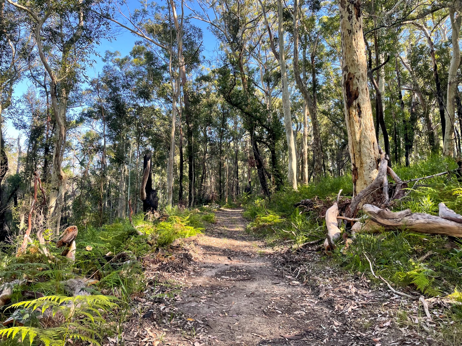 A dusty, well trodden path between many trees in bushland. Some trees can be seen to have fallen.