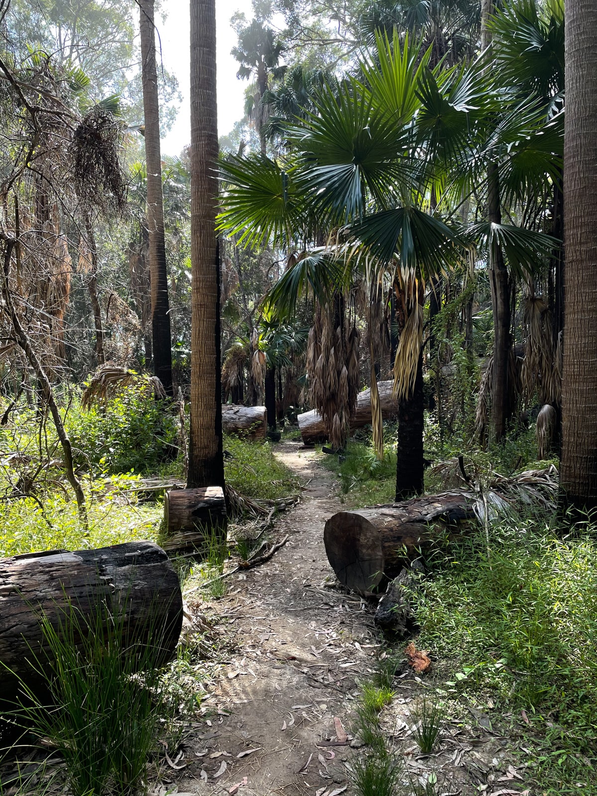 A path through a rainforest walk. Different kinds of trees and plants are visible, and fallen and cut tree trunks sit around the path
