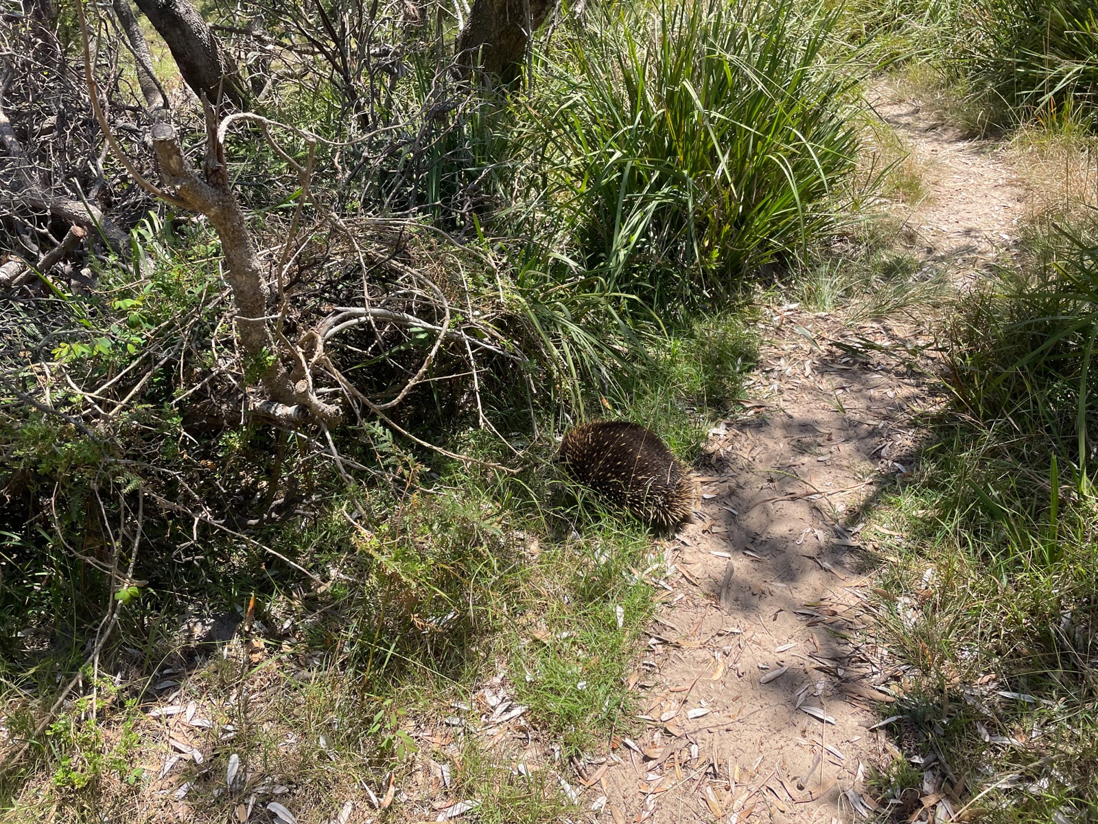 A small echidna crawling into the grass at the side of a walking trail