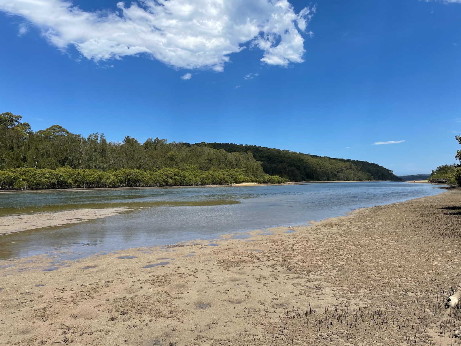 A shallow creek with dirt in the foreground. Tiny holes, formed by hermit crabs, cover the dirt. In the background are lush green trees