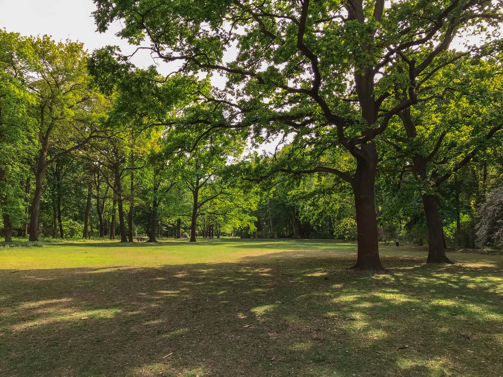 The inside of a park, a completely grassy area with many trees providing shade to the foreground