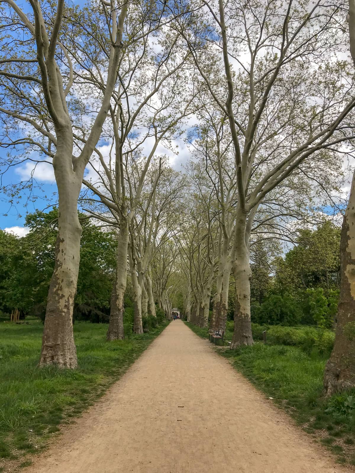 A path with tall, leafless, barren-looking trees on either side.