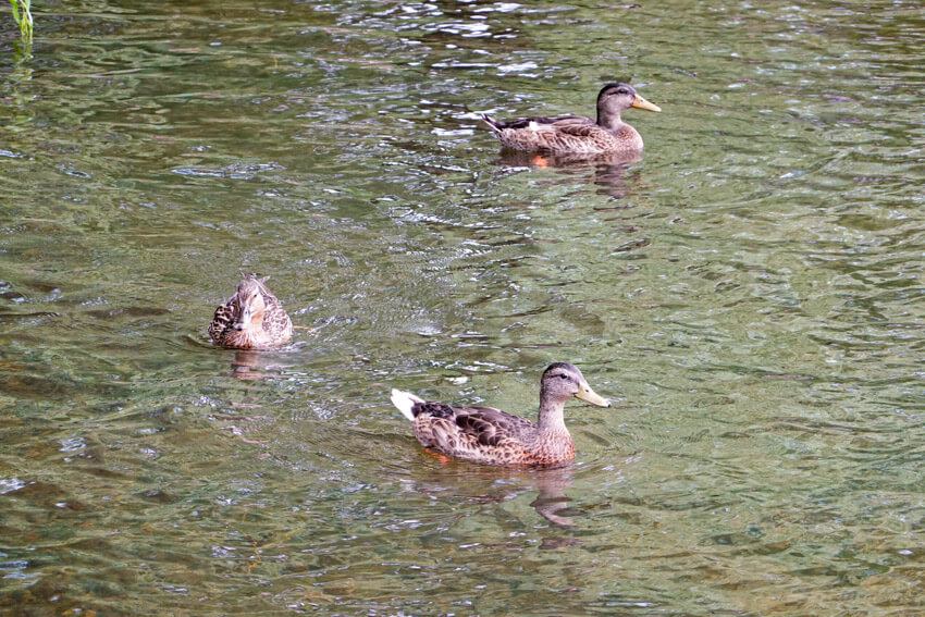 Three brown ducks in a green-coloured body of water