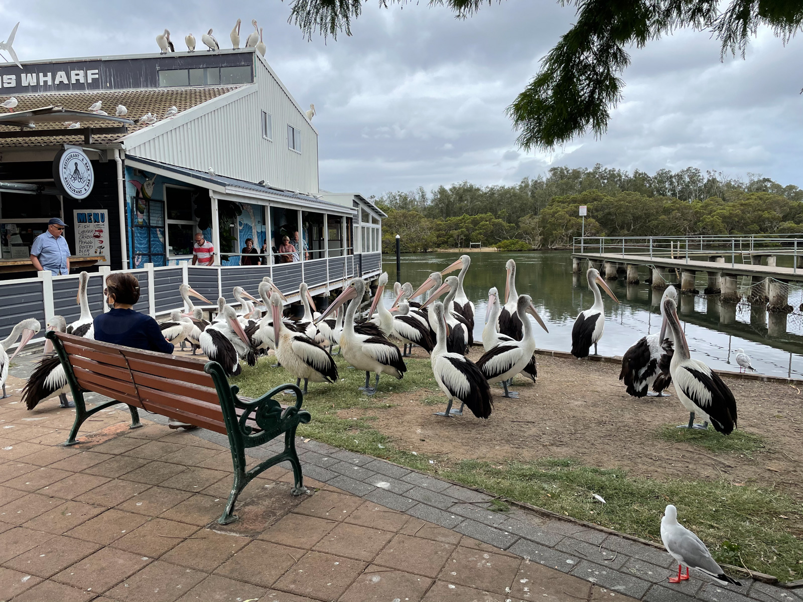 A group of pelicans perched on the grass near a fish and chip shop on the water. A boardwalk can be seen going along the water