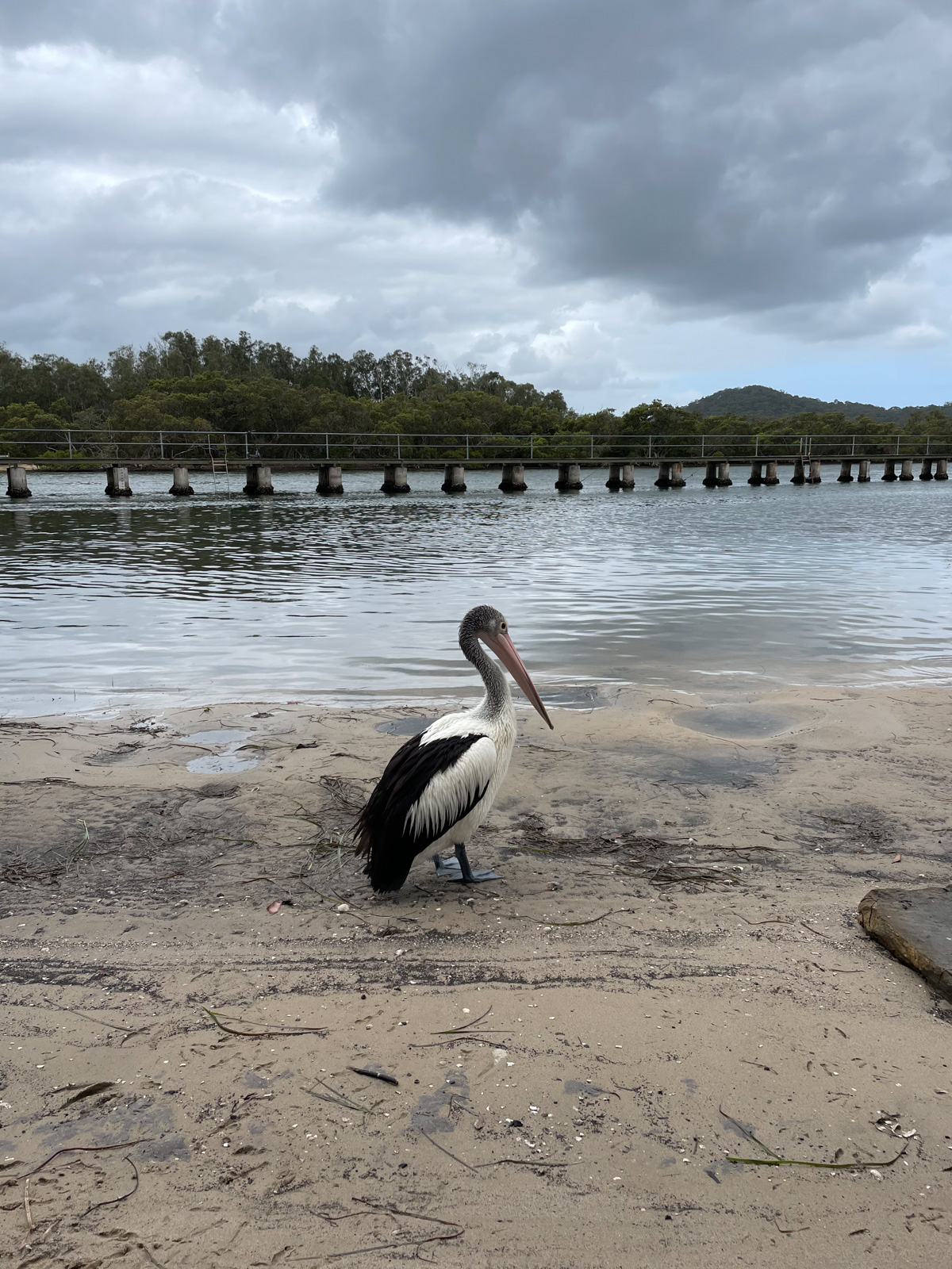 A pelican perched on dirty sand by a big lake. Over the lake is a raised boardwalk.