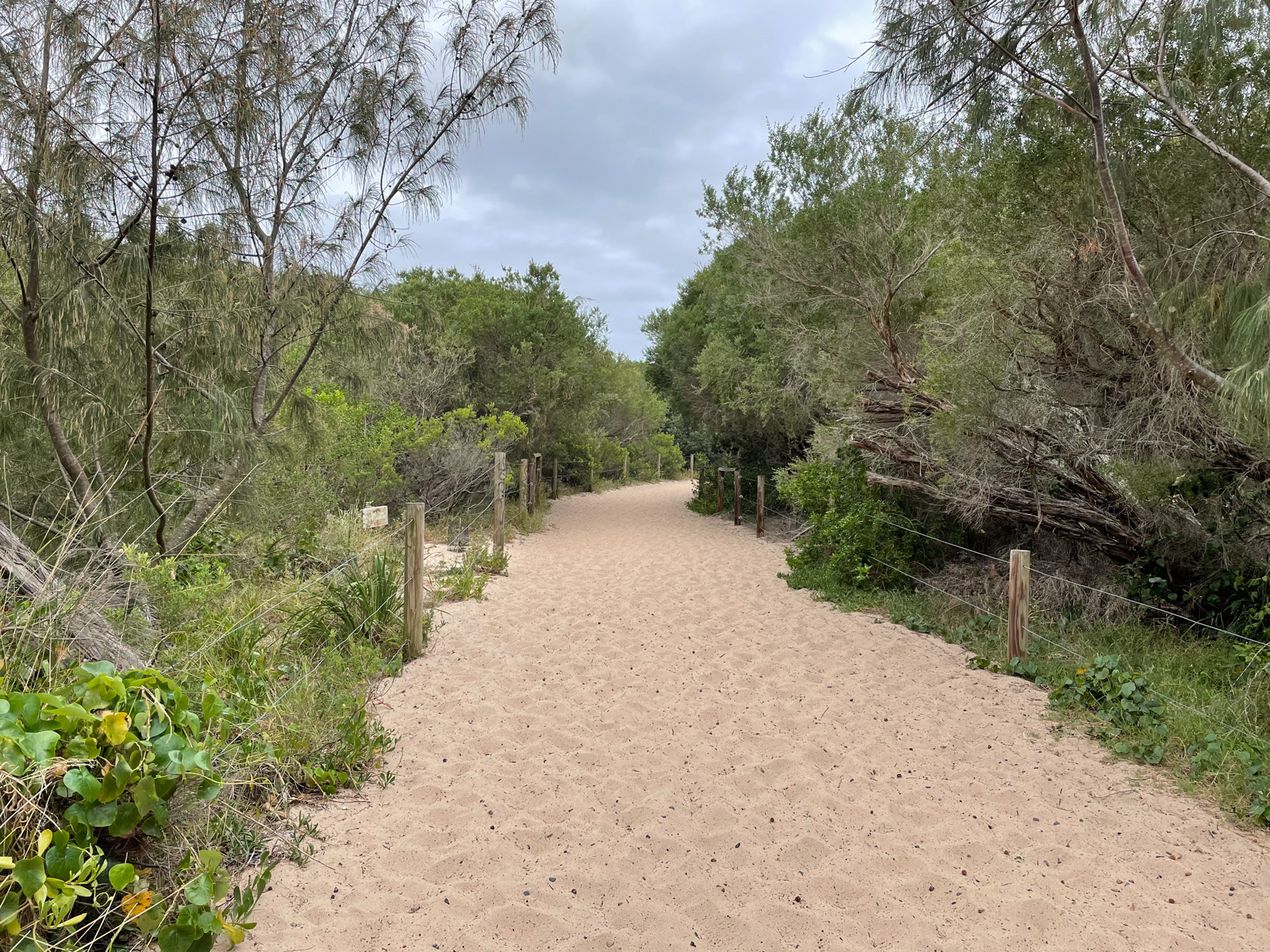 A very sandy, well-trodden path of dry sand between green trees that are fenced off with wooden poles and wire