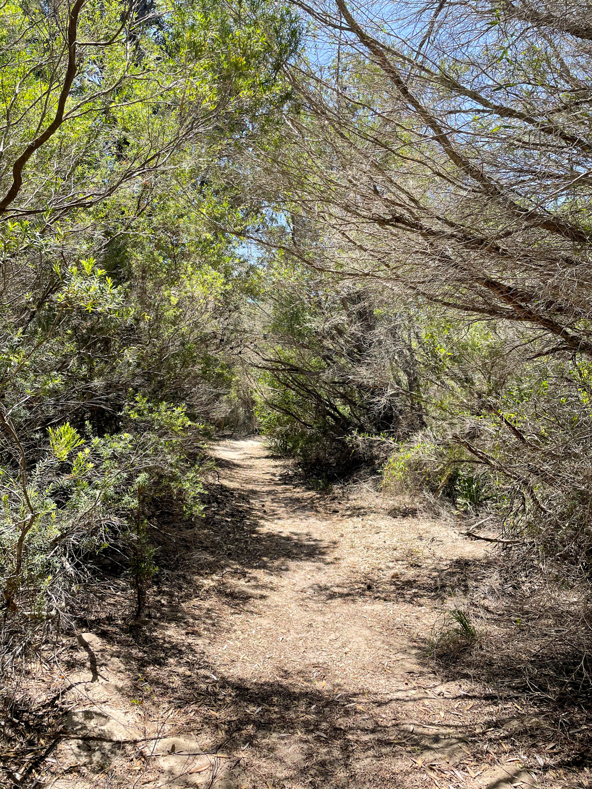 A view of a nature trail between trees with very little foliage