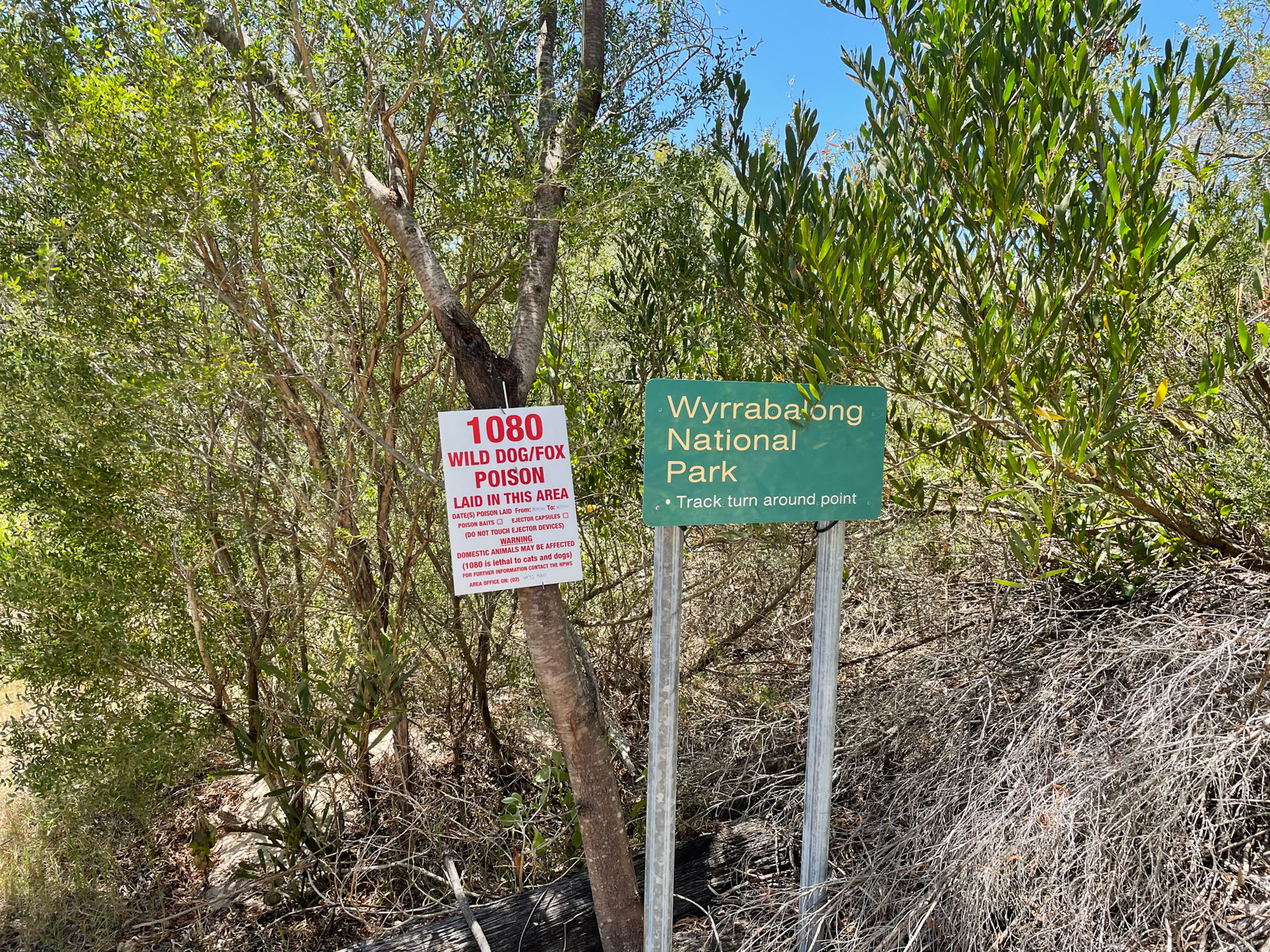 A small green sign amongst trees, reading “Wyrrabalong National Park”. It’s a sunny day and the sunlight is spilling through the trees