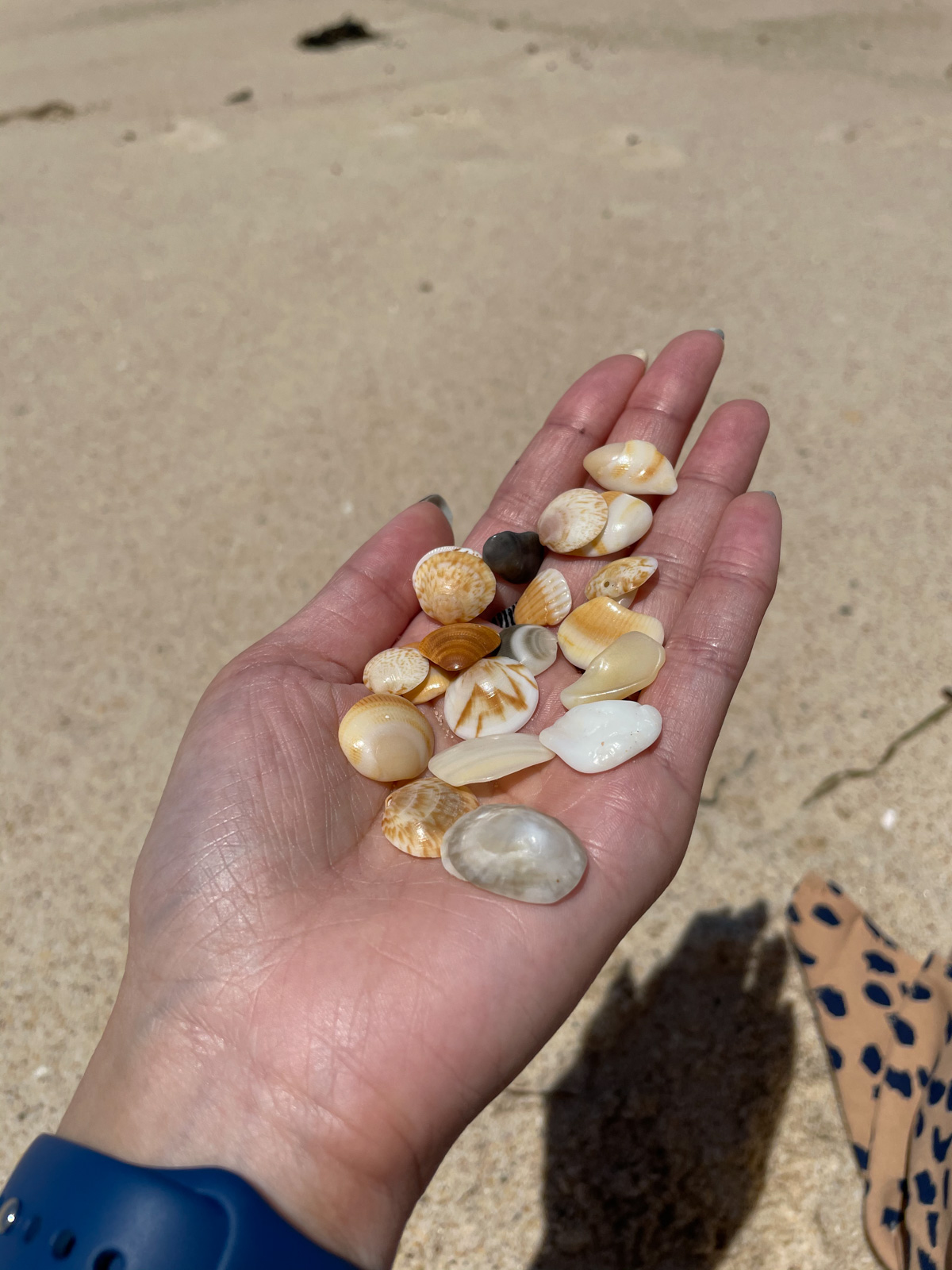 A woman’s hand holding a range of different coloured seashells. In the background is the sand of a beach.