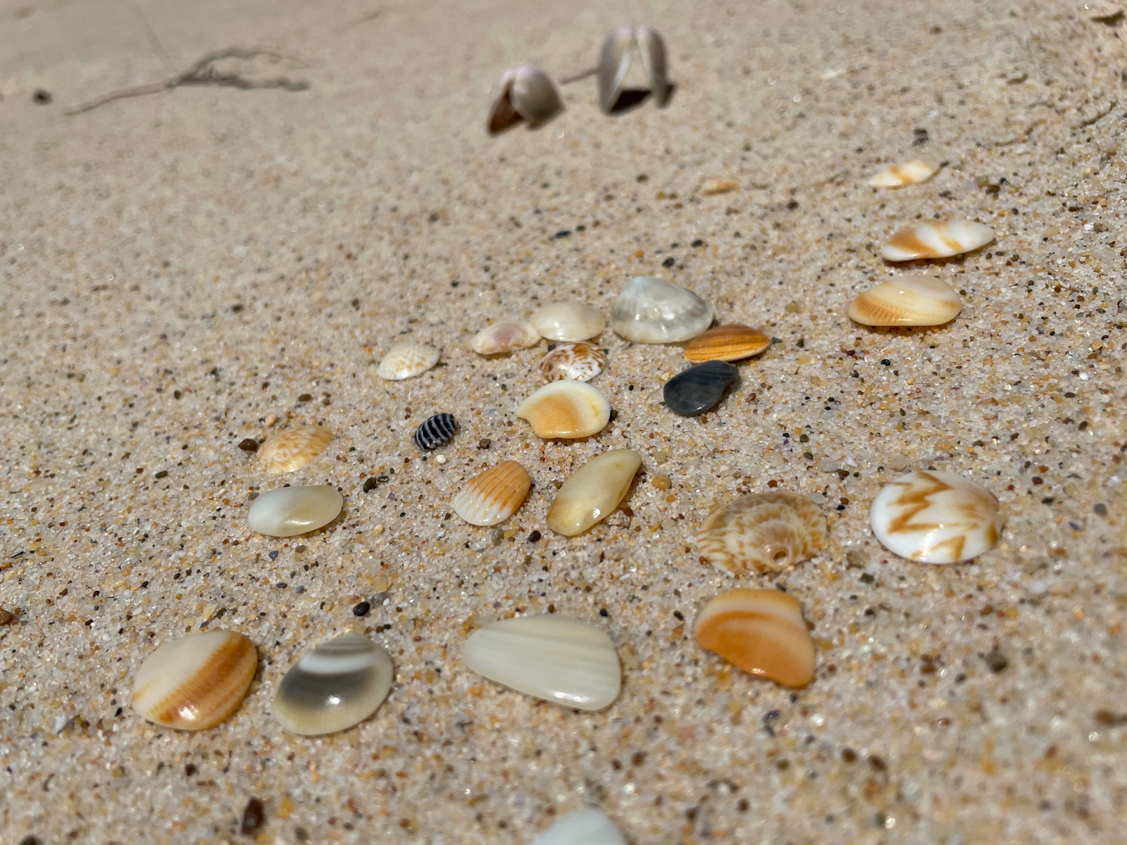 Various small seashells in different colours, laid out on a bed of sand on the beach.