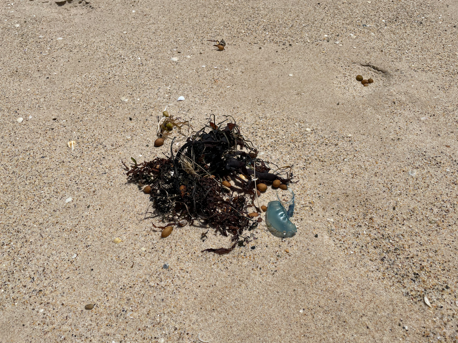 A bluebottle jellyfish washed up on the shore of a beach, alongside some seaweed.