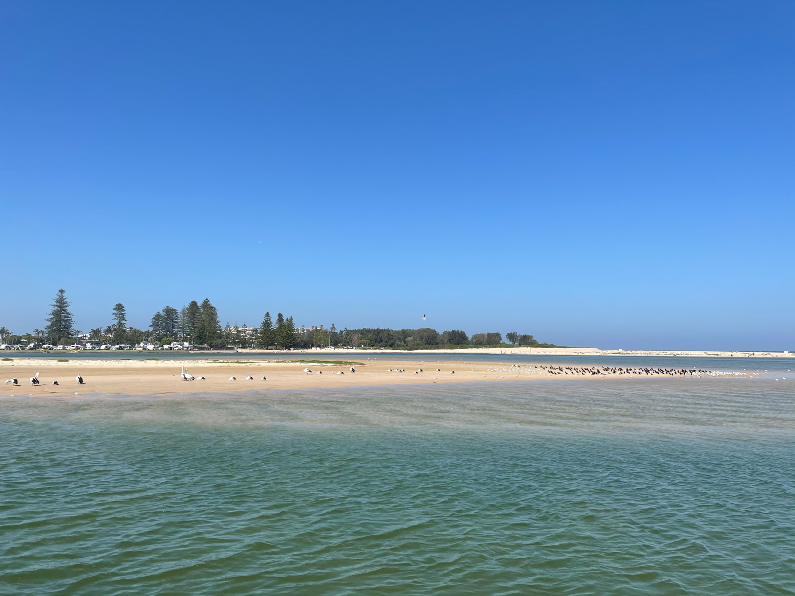 The view of a beach from afar, with the ocean in the foreground. On the beach are many seagulls. The sky is clear, and cloudless.