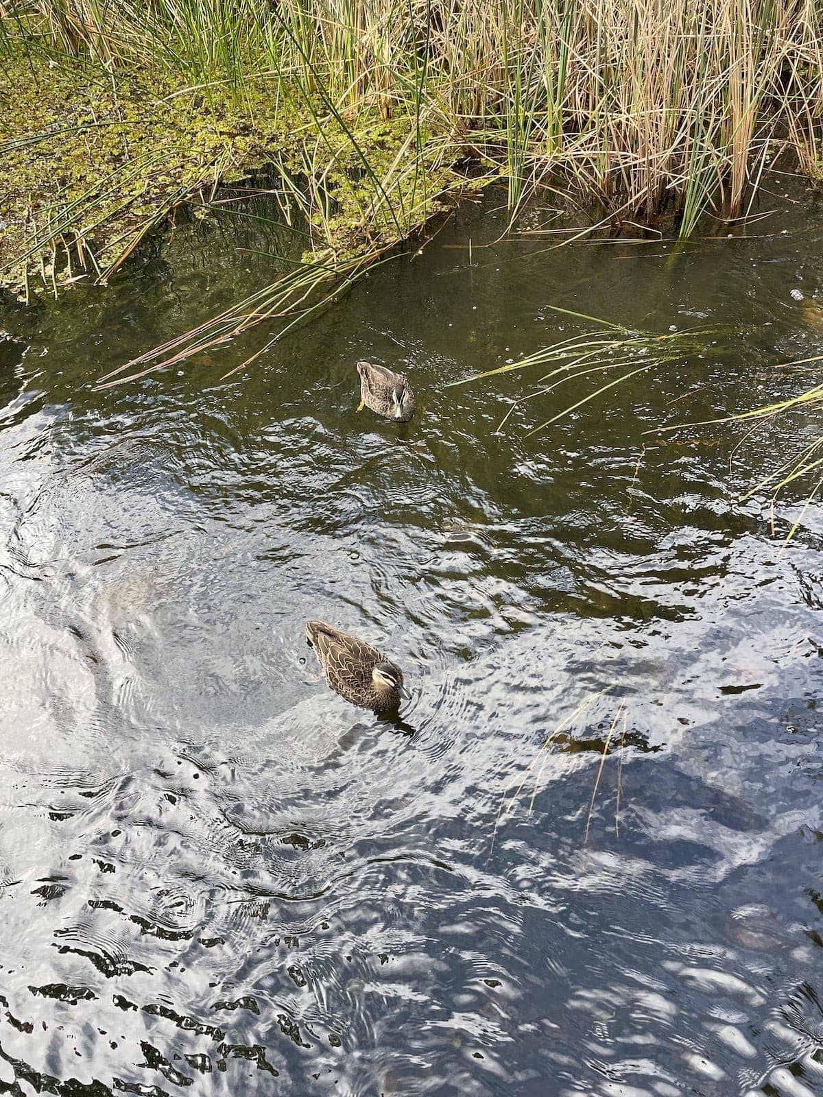 A murky-looking pond with a couple of ducks swimming in it, and some weeds in the background