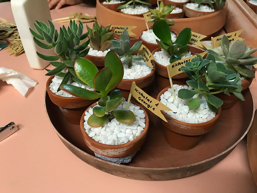 A photo of the same succulents in this post, with white pebbles topping the soil and flags stuck into the soil