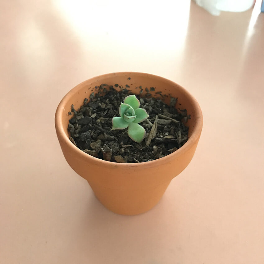 A tiny succulent plant potted into a small terracotta pot