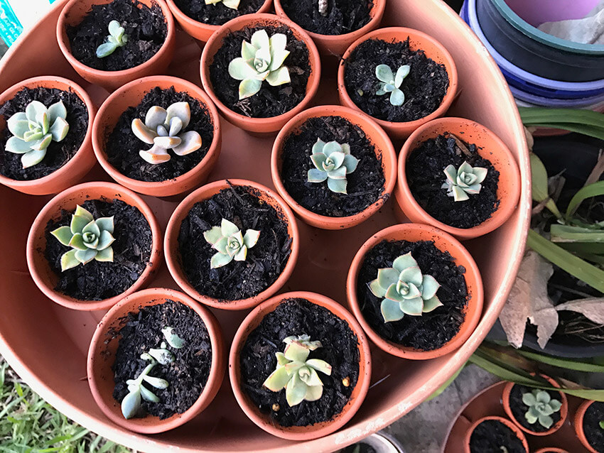 Close-up of a round tray with over ten terracotta pots of succulents in it