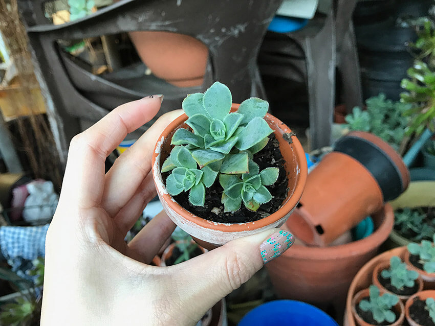 Close-up of a womanâ€™s hand holding a terracotta pot with a succulent in it