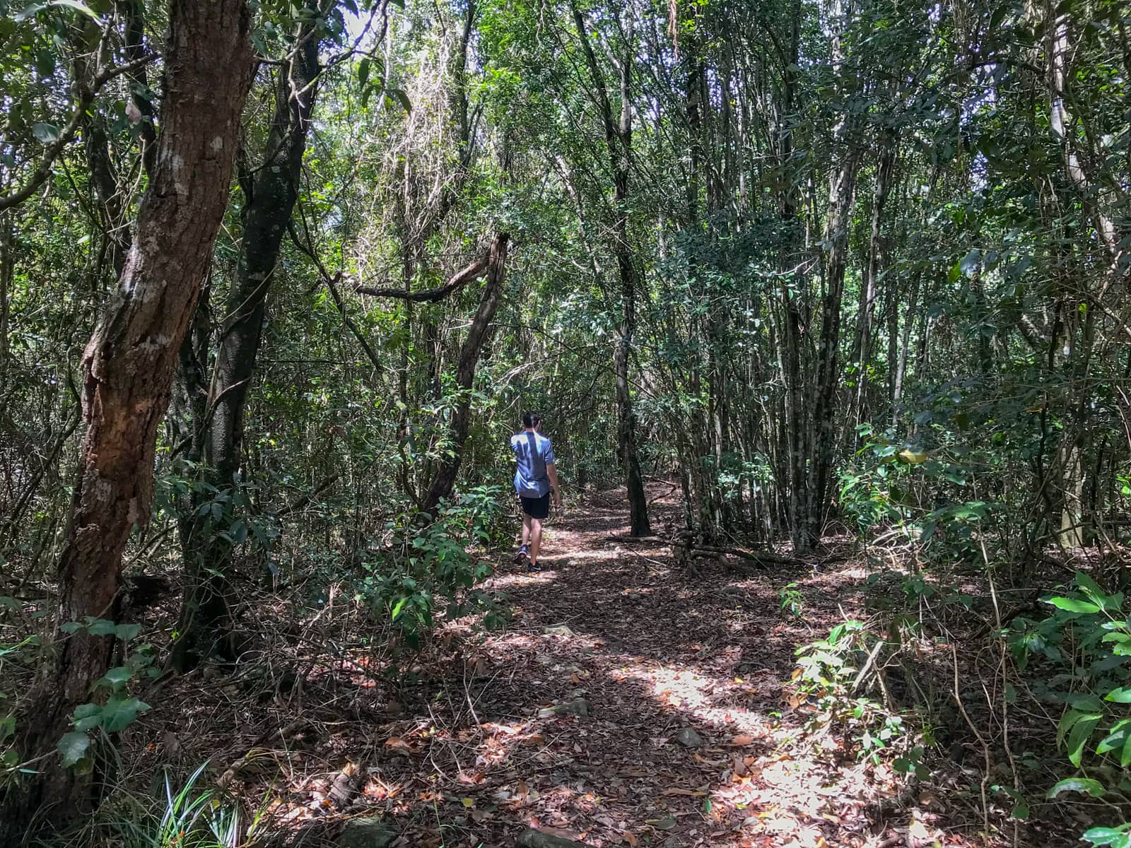 An area of bush with many trees, and little sunlight showing on the ground through the trees. A man just ahead is walking with his back to the camera.